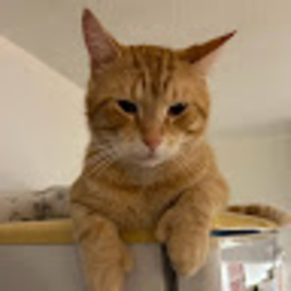 Meet your Posher, Danika - Picture 1 of 1